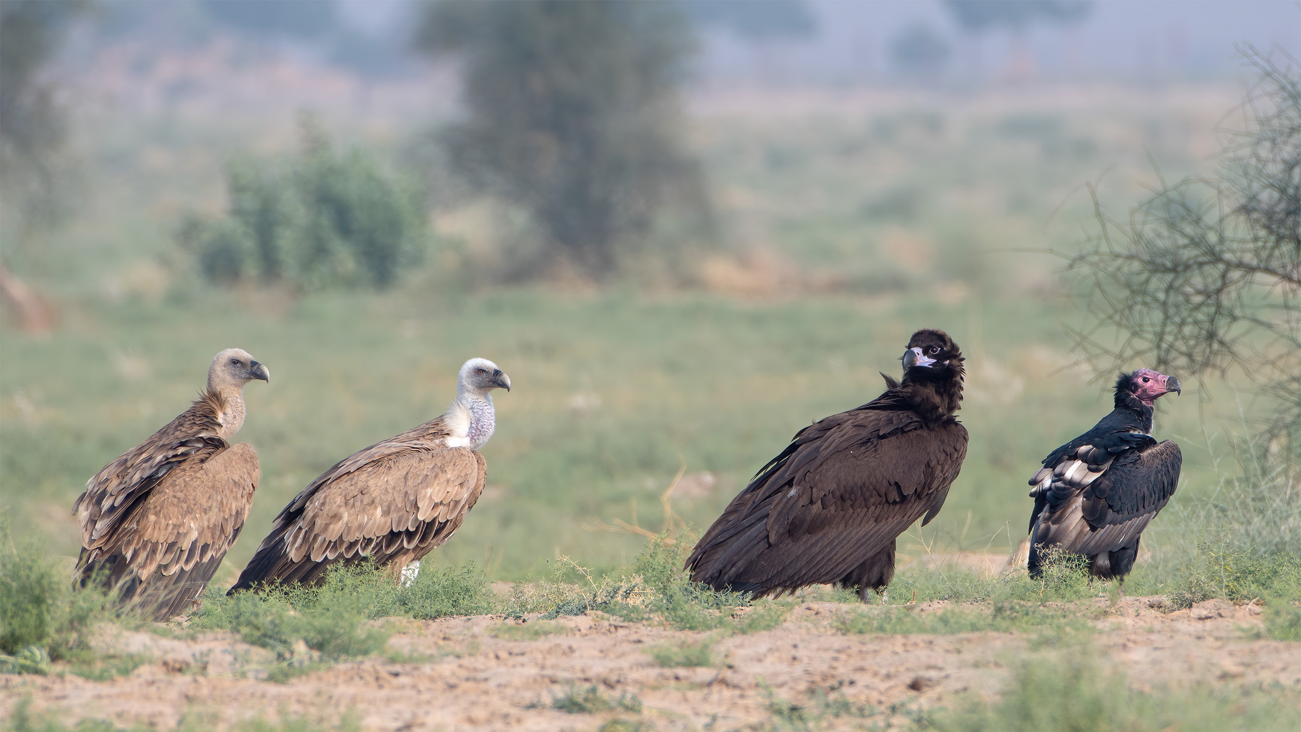 Different vulture species photographed together in arid grassland at Desert National Park, Rajasthan, India